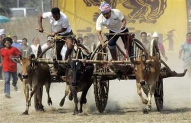Bullock Cart Race