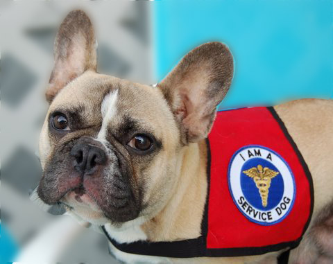 cancer-detecting-dogs