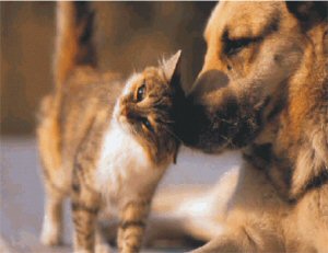 Cat & Dog together