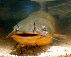 Killer catfish exist and in large numbers