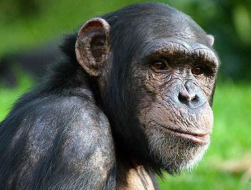 pictures funny Attacked by attacked by chimp. pictures funny Attacked by