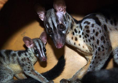 Rare civet albino cat 