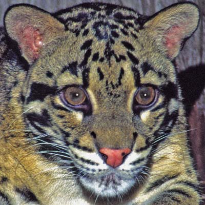 http://www.topnews.in/files/clouded-leopard.jpg