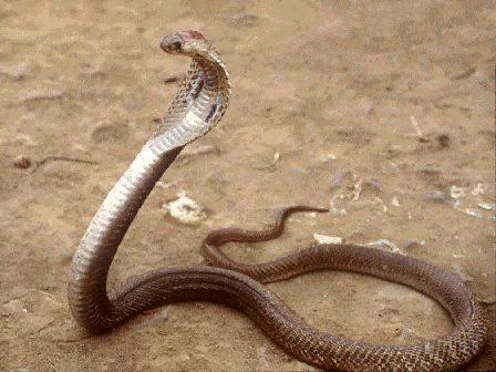 spitting king cobra