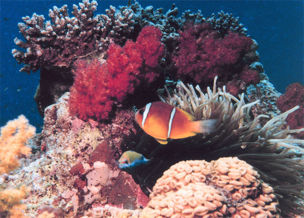 Coral reefs the rain forests Coral reefs the rain forests