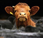 Cows