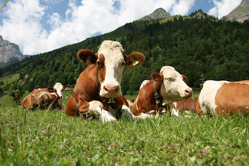 Siberian cows get "furry bras" in freezing temperatures 