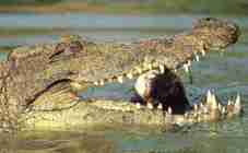 Ugandan district leaders demand crocodile cull after deadly attacks 
