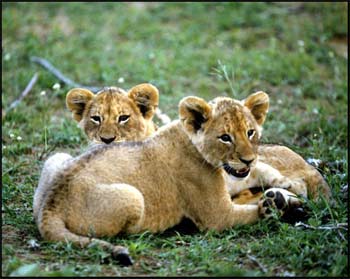 Lion Cub Pictures