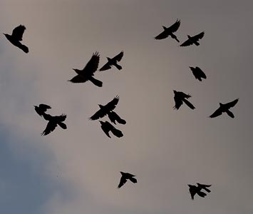 Birds at night