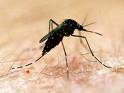 Dengue Fever Could Be Protected By Using Mosquito Parasite  