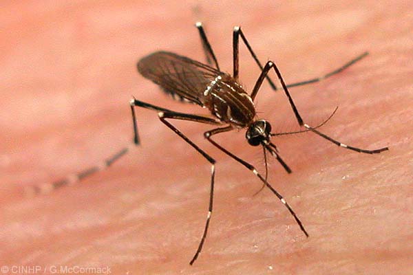 dengue