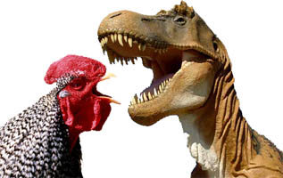 Tyrannosaurus rex didn’t evolve into a chicken, claims new study