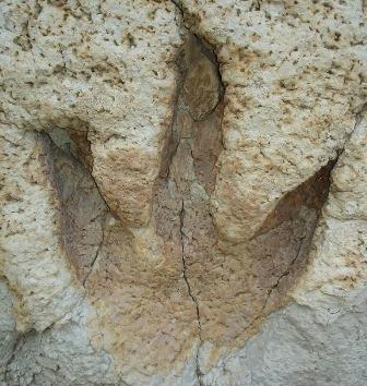 Dinosaur footprints found in New Zealand