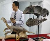 Dinosaur Fossils