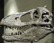 Dinosaur Fossils