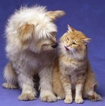 Pudgy pets worry British veterinarians