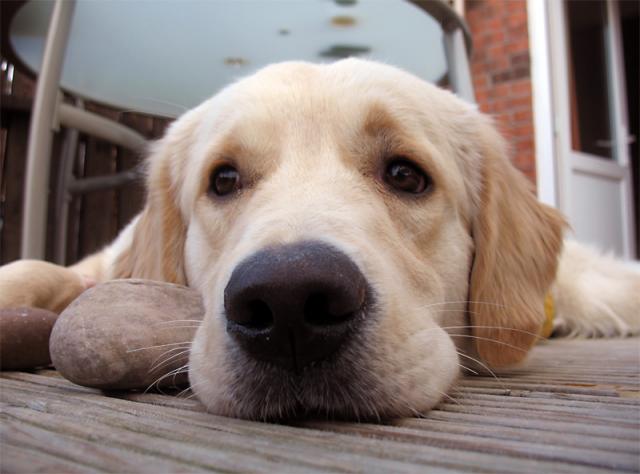 Dogs’ wet noses vital to their keen sense of smell