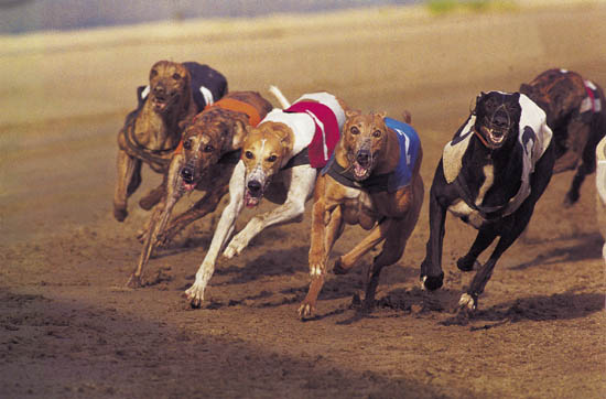 dogs races