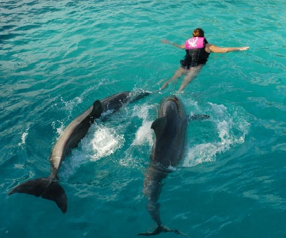 Dolphin Swim Fast
