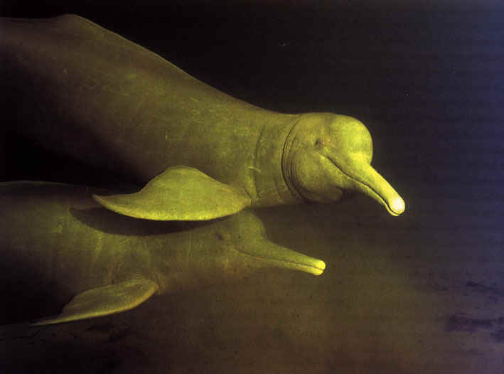  river dolphin is a separate species from the Amazon River dolphin, 
