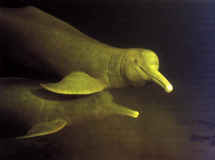 river dolphin is a separate species from the Amazon River dolphin, river dolphin is a separate species from the Amazon River dolphin,