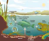 UN panel should be created to safeguard ecosystems