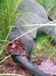 Surge in poachers' use of poisoned arrows to kill elephants in Kenya