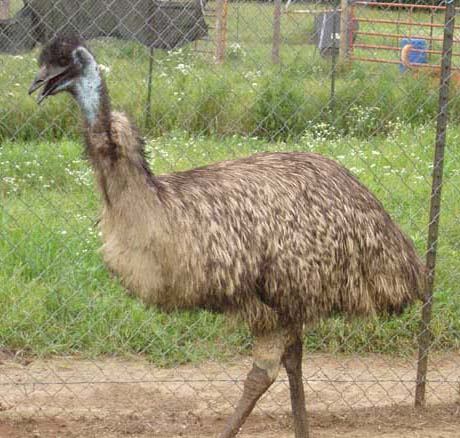 Australian Birds on Kashmiris May Soon Relish Emu  The Australian Bird   Topnews