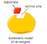 Schematic Model of an Enzyme