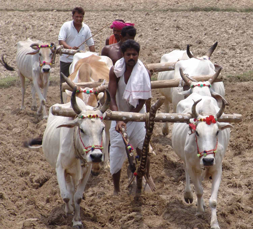 Farmers march bulls and cows for protest to draw authorities’ attention in Orissa