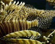 Fish do Sleep!