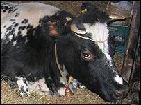 Ashes of euthanised UK temple cow immersed in Ganges