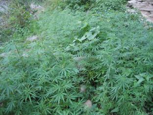 ganja is a safe drug