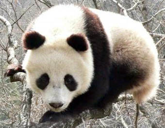 Chines panda 