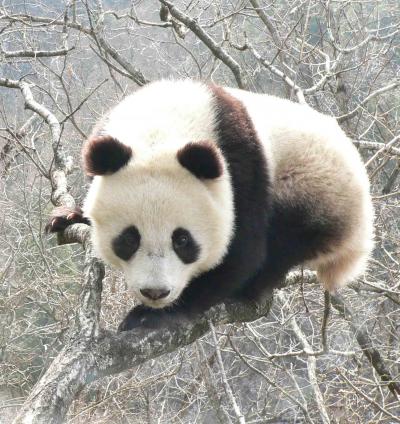Giant pandas threatened by climate change  
