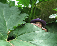 Giant Plant