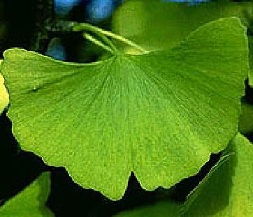 ginkgo