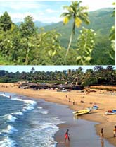 Goa Plants & Beaches