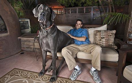 Meet George, the 7ft-long blue Great Dane, who could be world''s tallest dog