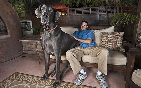 London, Dec 23 : A Blue Great Dane called George, which is nearly 43 ...