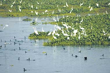 A visit to Harike Pattan bird sanctuary offers a joy of lifetime