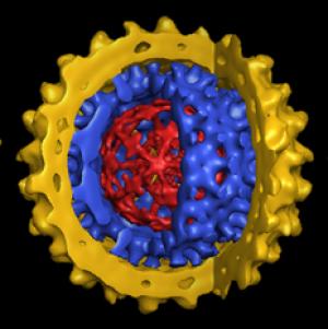 Hepatitis B