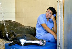 In 21 horses' deaths, Florida pharmacy admits possible mistake 