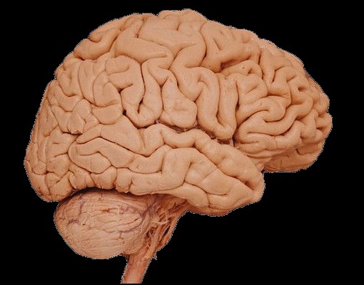 human brain image