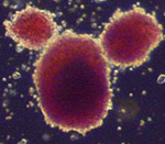 Human Embryonic Stem Cells