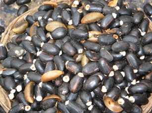 jatropha_seeds