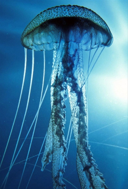 Massive jellyfish swarms dominate world-class fisheries