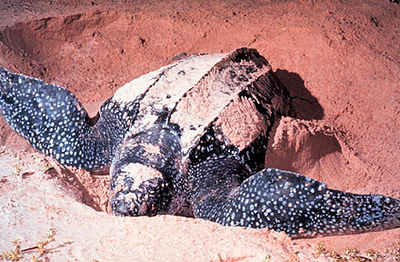 Turtles can act like chameleons to deceive predators and prey alike
