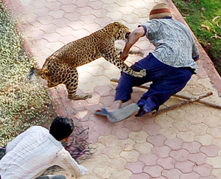 leopard attack feature